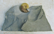 Load image into Gallery viewer, Stunning Asteroceras obtusum 3D display ammonite