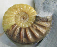 Load image into Gallery viewer, Stunning Asteroceras obtusum 3D display ammonite