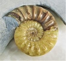 Load image into Gallery viewer, Stunning Asteroceras obtusum 3D display ammonite