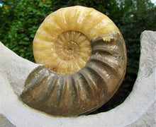 Load image into Gallery viewer, Stunning Asteroceras obtusum 3D display ammonite