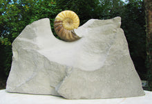 Load image into Gallery viewer, Stunning Asteroceras obtusum 3D display ammonite