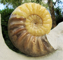 Load image into Gallery viewer, Stunning Asteroceras obtusum 3D display ammonite