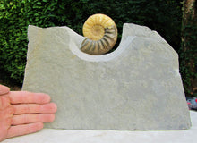 Load image into Gallery viewer, Stunning Asteroceras obtusum 3D display ammonite