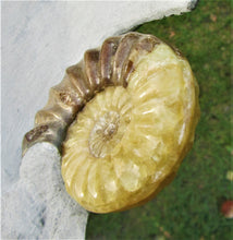 Load image into Gallery viewer, Stunning Asteroceras obtusum 3D display ammonite