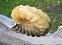 Load image into Gallery viewer, Stunning Asteroceras obtusum 3D display ammonite