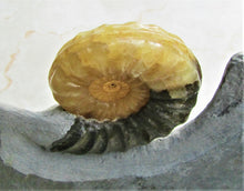 Load image into Gallery viewer, Stunning Asteroceras obtusum 3D display ammonite