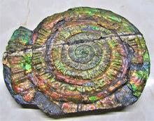 Load image into Gallery viewer, Stunning rainbow iridescent Caloceras ammonite