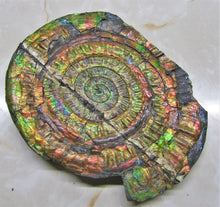 Load image into Gallery viewer, Stunning rainbow iridescent Caloceras ammonite