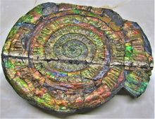 Load image into Gallery viewer, Stunning rainbow iridescent Caloceras ammonite
