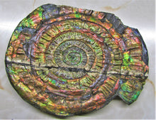 Load image into Gallery viewer, Stunning rainbow iridescent Caloceras ammonite