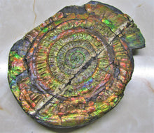 Load image into Gallery viewer, Stunning rainbow iridescent Caloceras ammonite