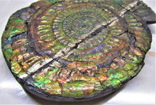 Load image into Gallery viewer, Stunning rainbow iridescent Caloceras ammonite