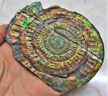 Load image into Gallery viewer, Stunning rainbow iridescent Caloceras ammonite