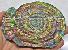 Load image into Gallery viewer, Stunning rainbow iridescent Caloceras ammonite