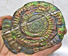 Load image into Gallery viewer, Stunning rainbow iridescent Caloceras ammonite