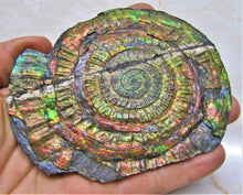 Load image into Gallery viewer, Stunning rainbow iridescent Caloceras ammonite