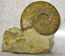 Load image into Gallery viewer, Large Inferior Oolite Leioceras display ammonite (172 mm)