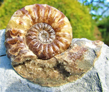 Load image into Gallery viewer, Removable Asteroceras obtusum display ammonite