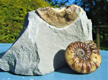 Load image into Gallery viewer, Removable Asteroceras obtusum display ammonite