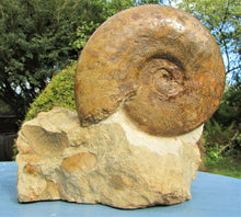 Load image into Gallery viewer, Large Inferior Oolite Leioceras display ammonite (172 mm)