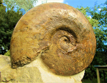 Load image into Gallery viewer, Large Inferior Oolite Leioceras display ammonite (172 mm)