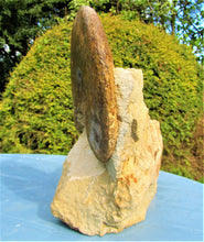 Load image into Gallery viewer, Large Inferior Oolite Leioceras display ammonite (172 mm)