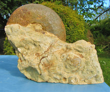 Load image into Gallery viewer, Large Inferior Oolite Leioceras display ammonite (172 mm)