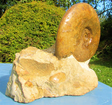 Load image into Gallery viewer, Large Inferior Oolite Leioceras display ammonite (172 mm)