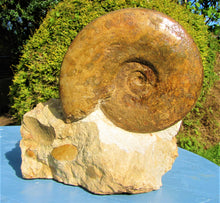 Load image into Gallery viewer, Large Inferior Oolite Leioceras display ammonite (172 mm)