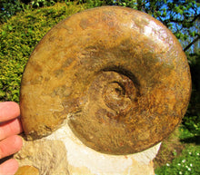 Load image into Gallery viewer, Large Inferior Oolite Leioceras display ammonite (172 mm)