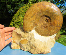 Load image into Gallery viewer, Large Inferior Oolite Leioceras display ammonite (172 mm)
