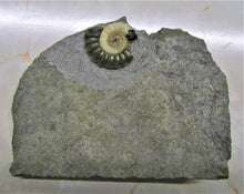 Load image into Gallery viewer, Uncommon "Popped" calcite Promicroceras ammonite with predator bite (27 mm)