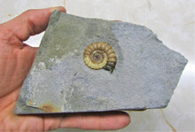 Load image into Gallery viewer, Calcite Promicroceras ammonite display piece (30 mm)