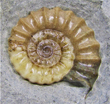 Load image into Gallery viewer, Calcite Promicroceras ammonite display piece (30 mm)