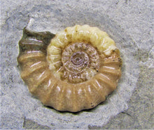 Load image into Gallery viewer, Calcite Promicroceras ammonite display piece (30 mm)