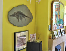 Load image into Gallery viewer, Replica juvenile Ichthyosaurus communis from Lyme Regis