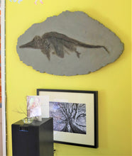 Load image into Gallery viewer, Replica juvenile Ichthyosaurus communis from Lyme Regis