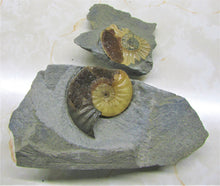 Load image into Gallery viewer, "Popped" <em>Asteroceras obtusum</em> ammonite (50 mm)