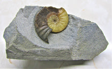 Load image into Gallery viewer, "Popped" <em>Asteroceras obtusum</em> ammonite (50 mm)