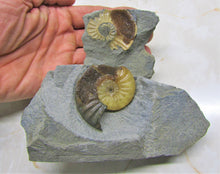 Load image into Gallery viewer, "Popped" <em>Asteroceras obtusum</em> ammonite (50 mm)