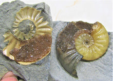 Load image into Gallery viewer, "Popped" <em>Asteroceras obtusum</em> ammonite (50 mm)