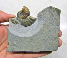 Load image into Gallery viewer, Glowing <em>Asteroceras obtusum</em> display ammonite (38 mm)