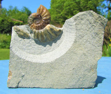 Load image into Gallery viewer, Glowing <em>Asteroceras obtusum</em> display ammonite (38 mm)