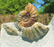 Load image into Gallery viewer, Glowing <em>Asteroceras obtusum</em> display ammonite (38 mm)