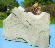 Load image into Gallery viewer, Glowing <em>Asteroceras obtusum</em> display ammonite (38 mm)