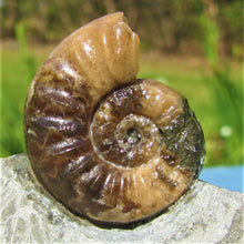 Load image into Gallery viewer, Glowing <em>Asteroceras obtusum</em> display ammonite (38 mm)