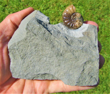 Load image into Gallery viewer, Glowing <em>Asteroceras obtusum</em> display ammonite (38 mm)
