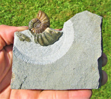 Load image into Gallery viewer, Glowing <em>Asteroceras obtusum</em> display ammonite (38 mm)
