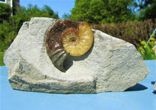 Load image into Gallery viewer, "Popped" <em>Asteroceras obtusum</em> ammonite (50 mm)