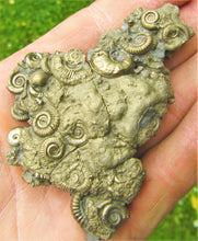 Load image into Gallery viewer, Multi species pyrite multi-ammonite fossil (80 mm)